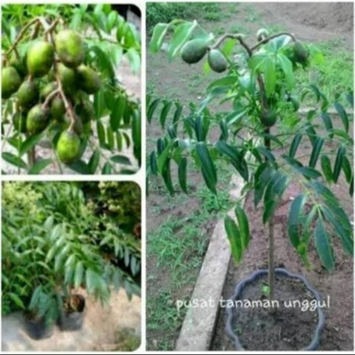 

Tanaman Kedondong Bibit Unggul Cocok di Pot