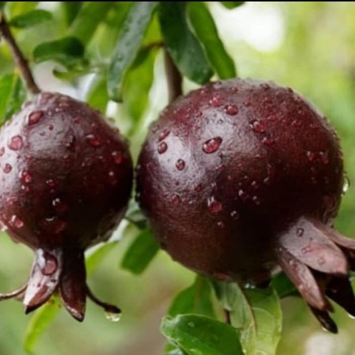 Pohon Delima Hitam Bibit Tanaman Pohon Buah Delima Hitam