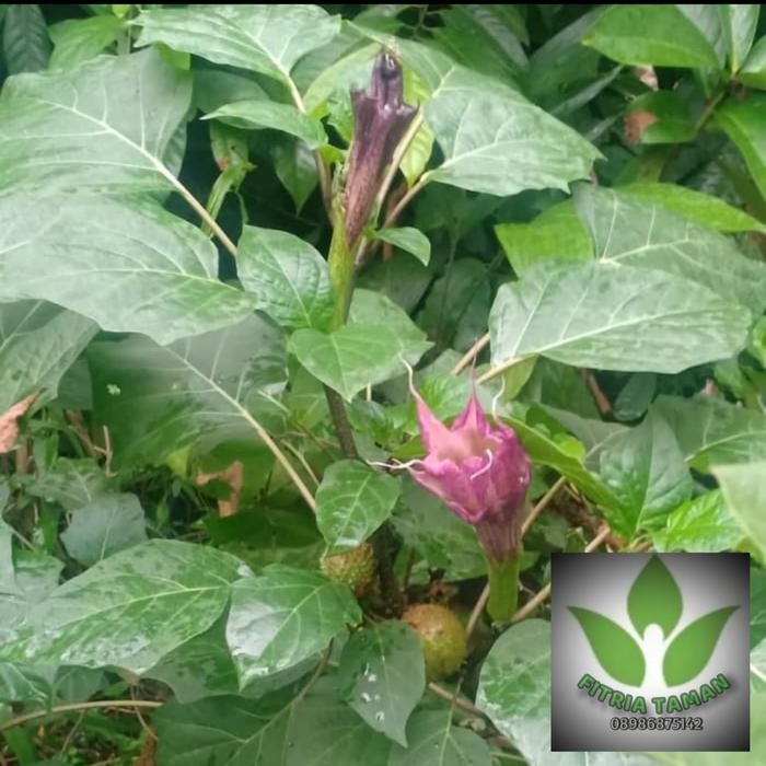 

Bibit Pohon Kecubung Ungu - Tanaman Hias Kecubung Ungu