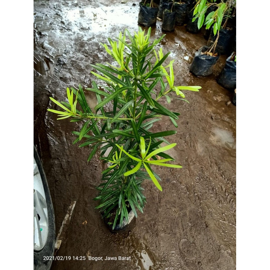 

Bibit Pohon Lohansung LowhanSung Taiwan Tanaman Hias Bahan Bonsai Unik