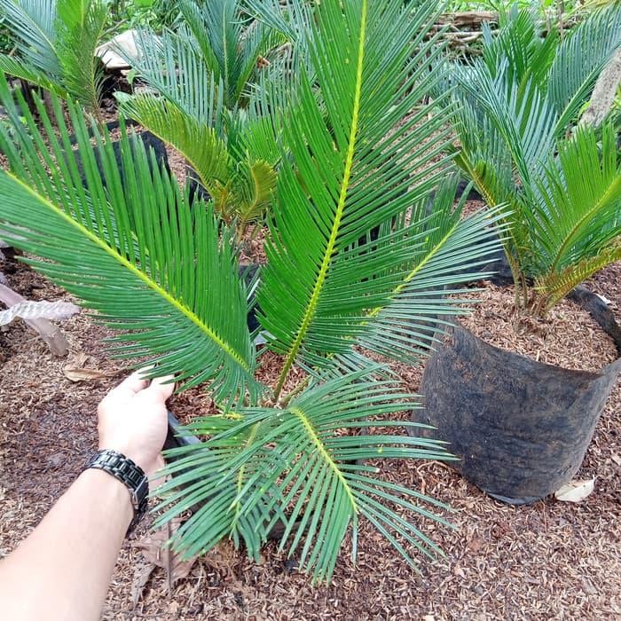 

Tanaman hias palm sikas - bibit palm sikas