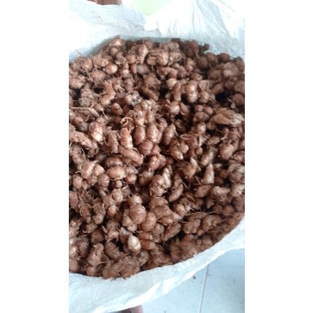 

SANS Kencur Segar 1kg KENCUR/CIKUR Ciamis Wangi Pedas Enak Cocok Buat Bumbu Makanan Terutama Seblak