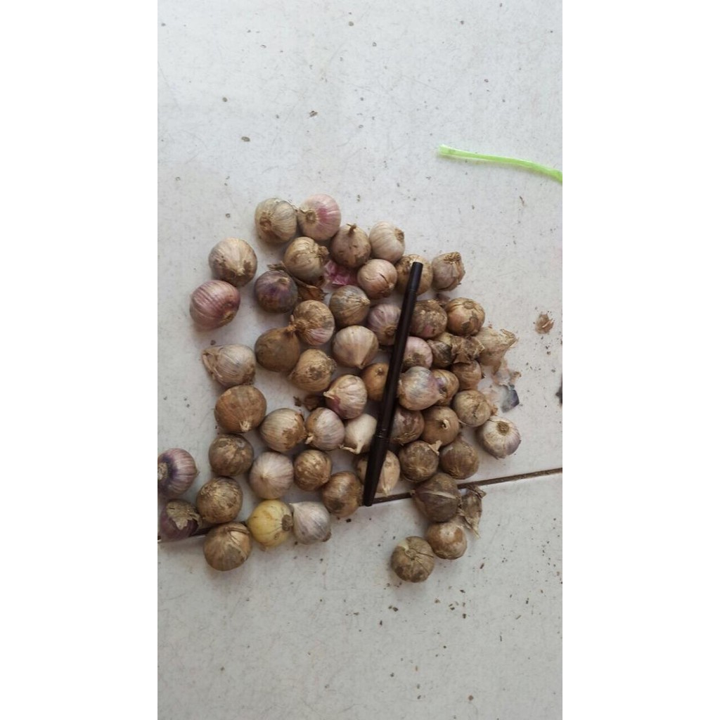 

Bawang Putih Tunggal Super New