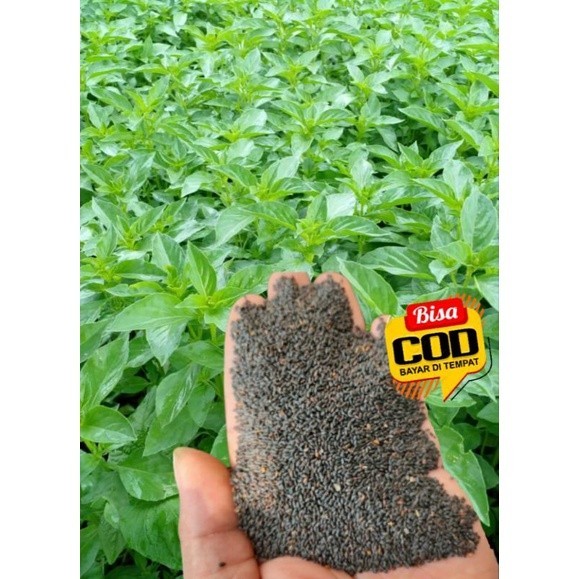 bibit sayur kemangi 1kg