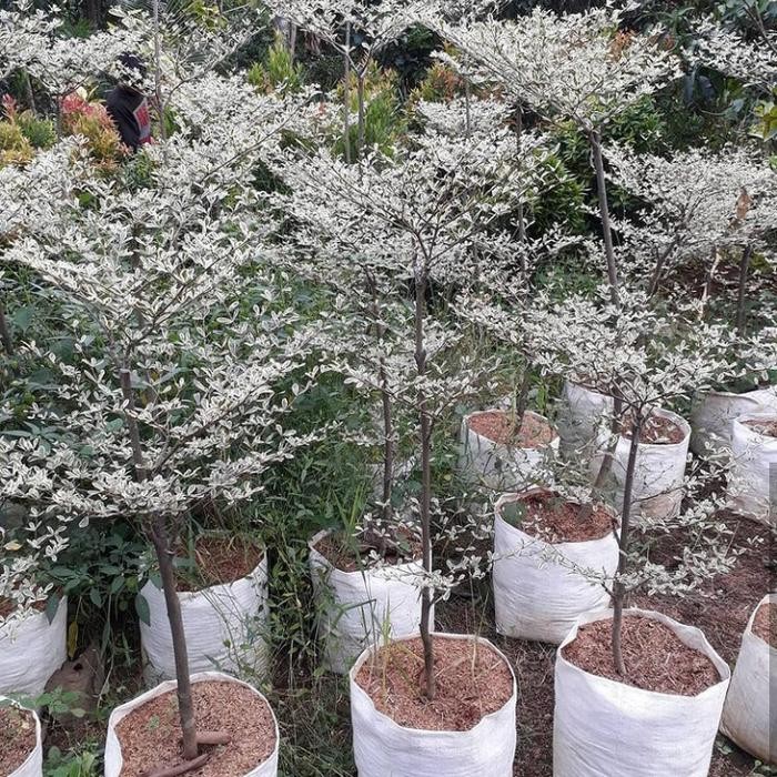 tanaman ketapang kencana varigata tinggi 2 meter