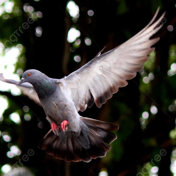 VETAFARM TABLET BLUD ISI 100 - MERPATI PIGEON