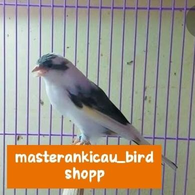 burung kenari panda ORI super gacor ngeroll jahat