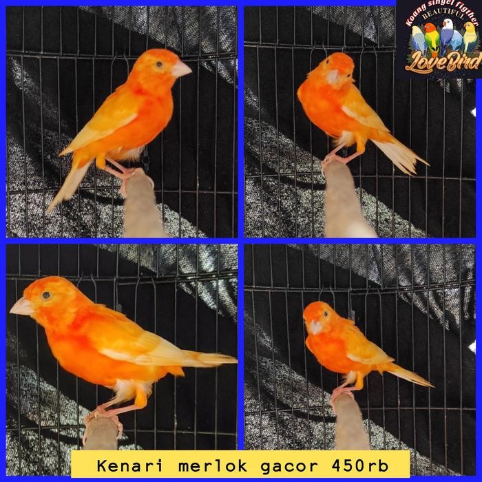 burung kenari merah gacor murah