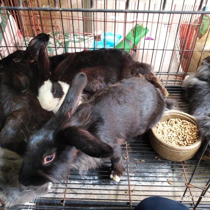 

KELINCI POTONG HIDUP FRESH DAGING KELINCI BAHAN OLAHAN PROTEIN DAGING