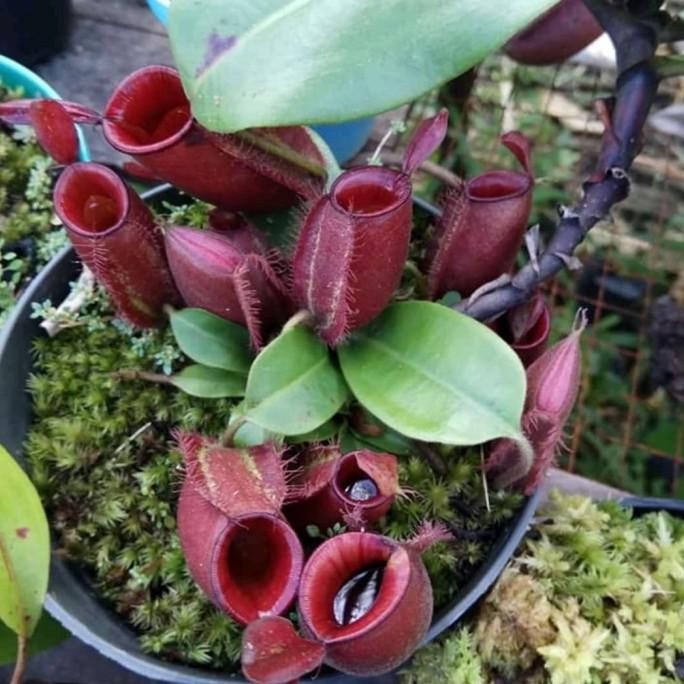 Tanaman Karnivora/Nepenthes ampullaria Kode 1332