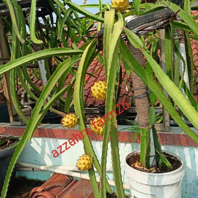 BIBIT BUAH NAGA KUNING/ POLARA EQUADOR (GRAFTING) Kode 633