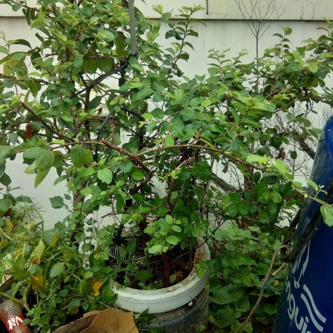 pohon bidara sidr arab besar sudah buah Kode 983