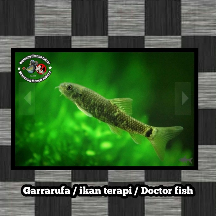 TERBARU Garrarufa ikan terapi paket 100 Ekor