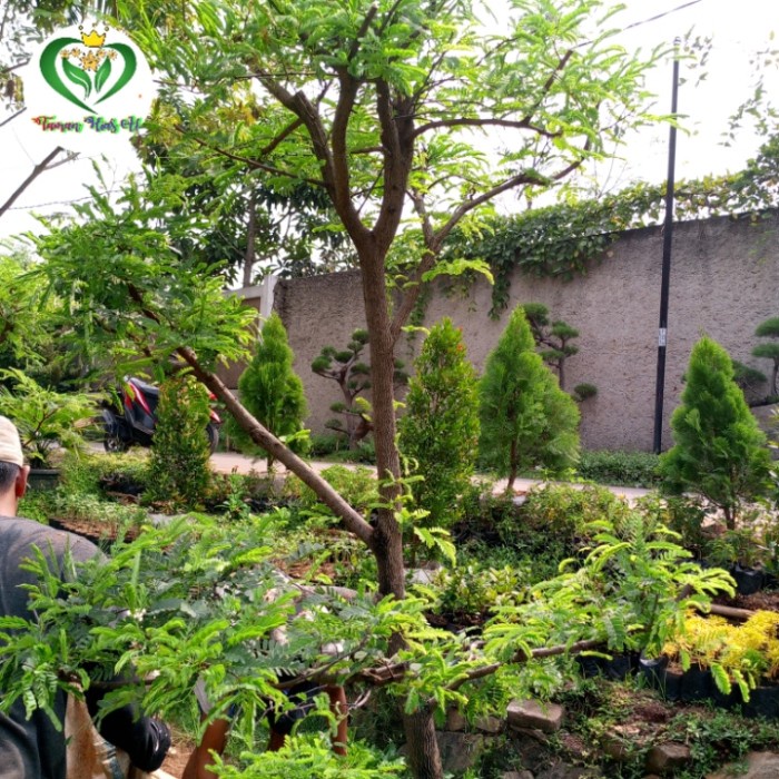 pohon bonsai asem jawa tinggi 1.5-2 meter