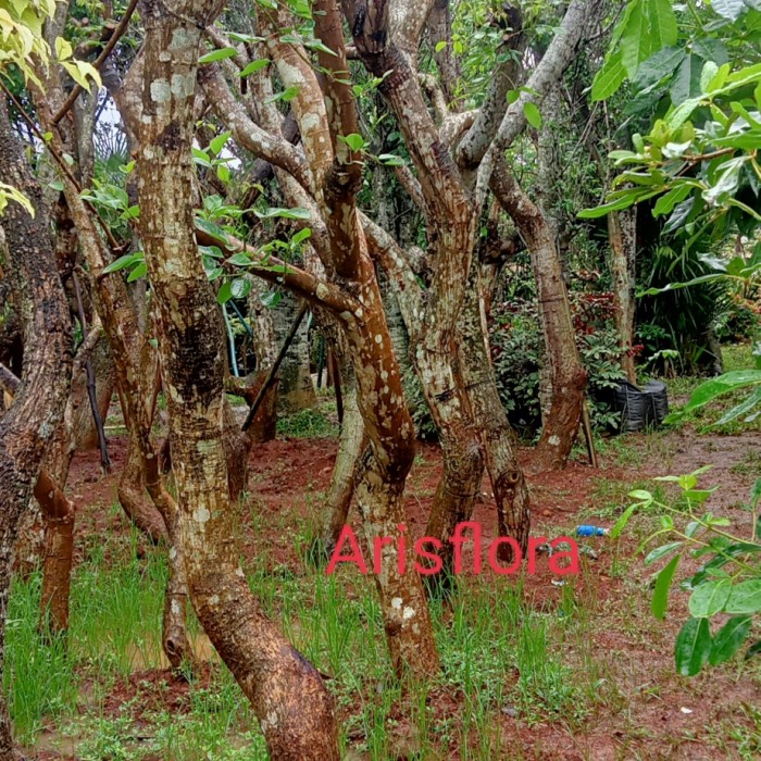 pohon peneduh Dadap fosil bunga merah