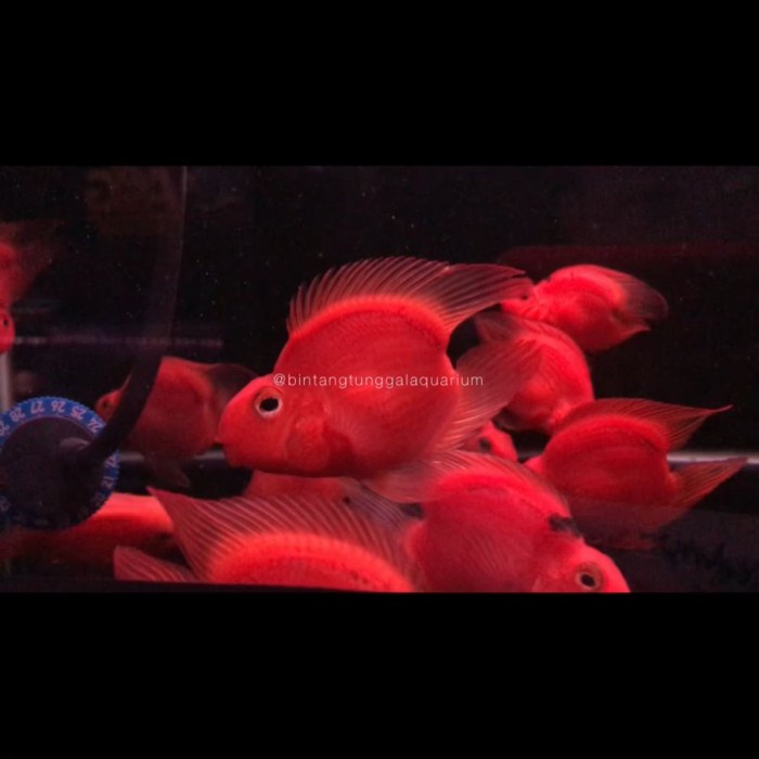 Blood Red Parrot No Tail 8-9Cm