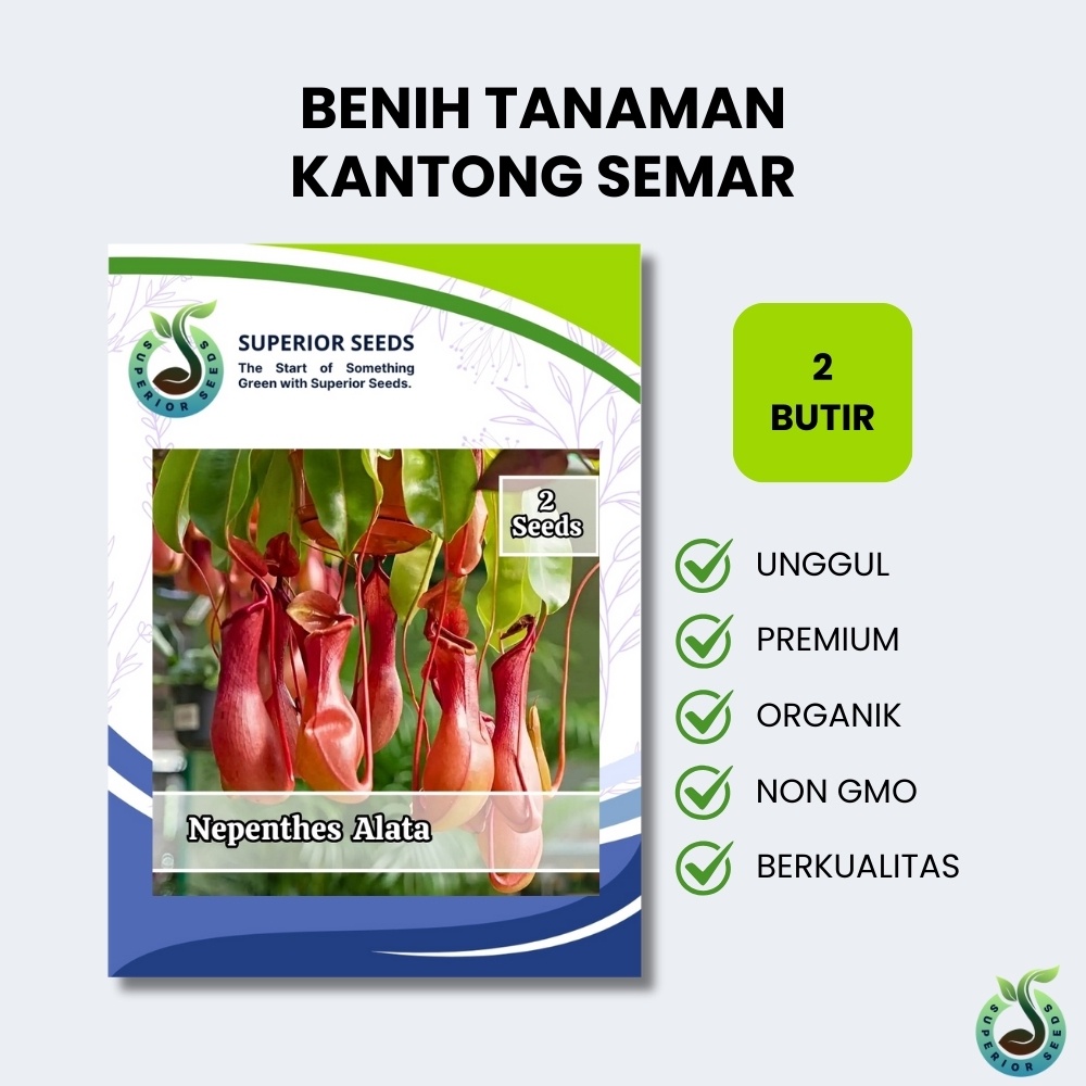 Biji Benih Kantong Semar | Nepenthes Alata (Superior Seeds)