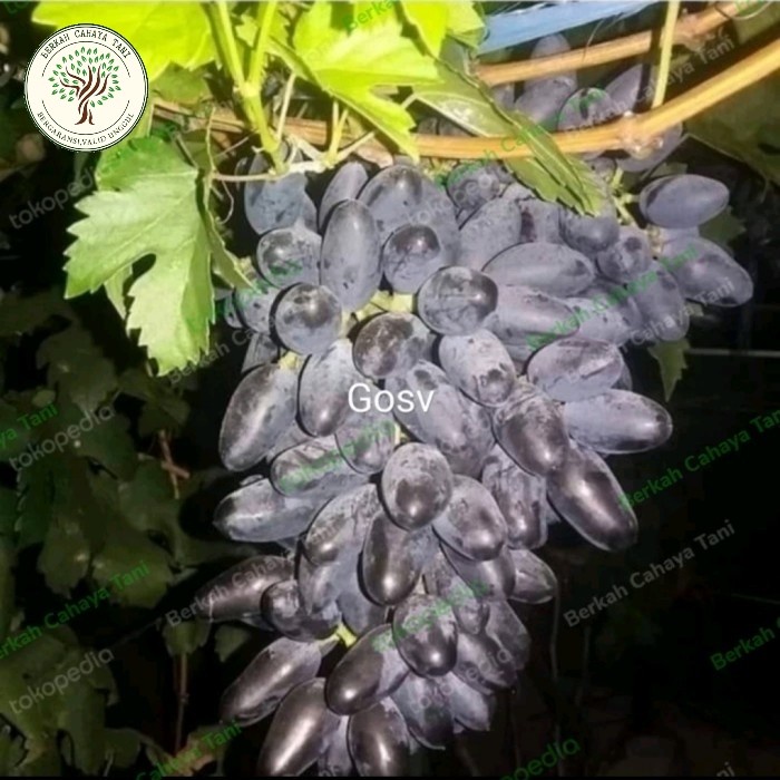 pohon anggur hitam gosv impor-bibit tanaman buah anggur impor gosv PREMIUM