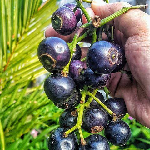 Bibit Pohon Kupa/Tanaman Buah Gowok/Kepa/Langka PREMIUM