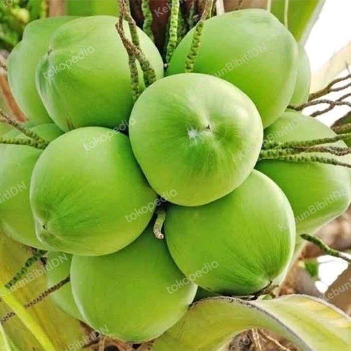 Bibit Buah Kelapa Wulung Genjah Asli Kelapa Wulung Genjah PREMIUM