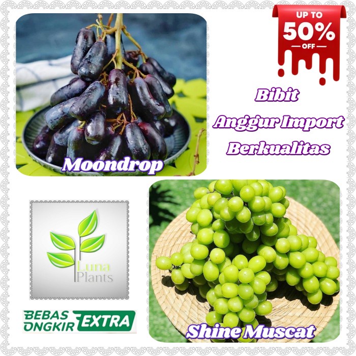 bibit anggur import - bibit buah anggur import PREMIUM
