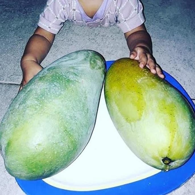 BIBIT Tanaman MANGGA KIOJAY JUMBO buah buahan cangkok dalam pot PREMIUM