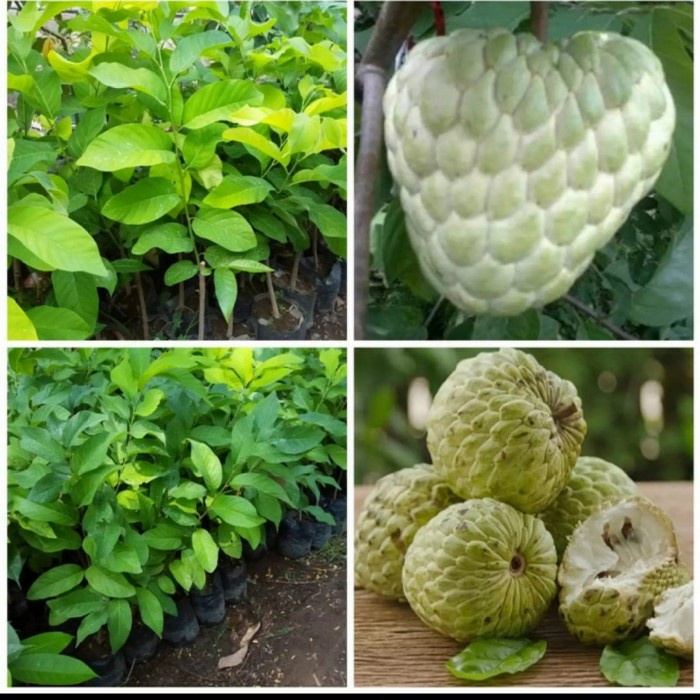 bibit tanaman buah srikaya jumbo srikaya thailand PREMIUM