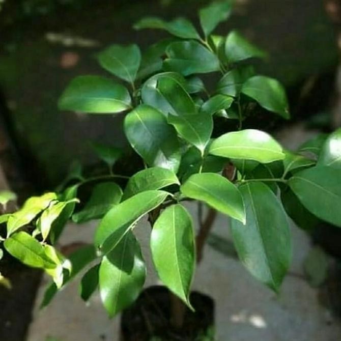 BIBIT TANAMAN BUAH LECI MERAH CANGKOK-BIBIT POHON BUAH LECI PREMIUM