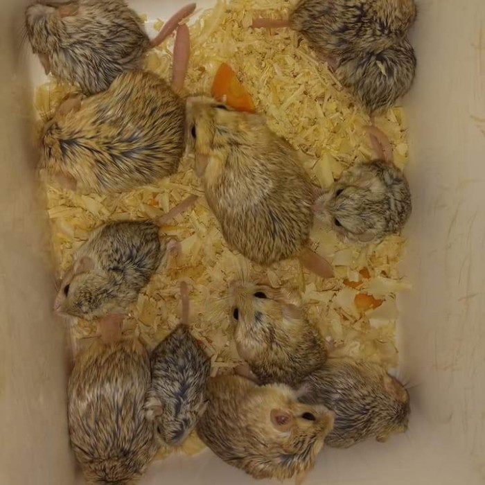 TERLARIS GERBIL FAT TAILED BY HAMTACI FARM SEND OJEK ONLY