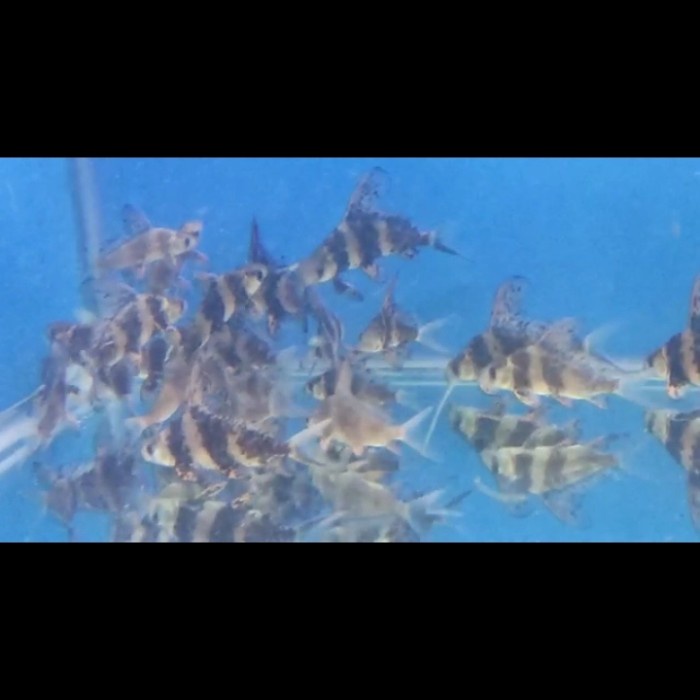 HOT SALE Chinese High Fin / ikan CHF