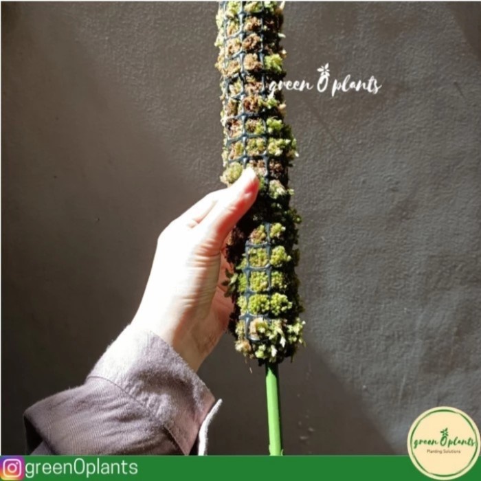 Turus Lumut Hidup Greenoplants