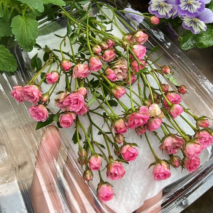 

Ready Stok" Baby Rose Edible Flower