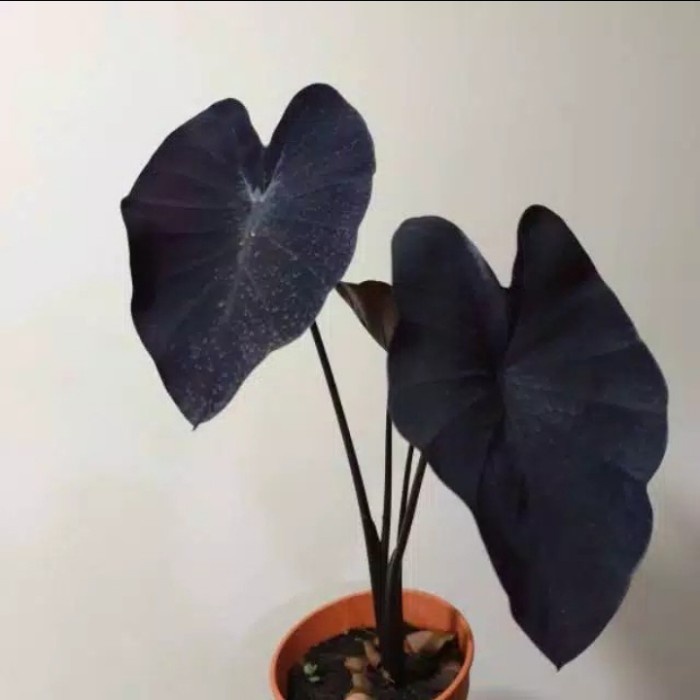 New Tanaman Hias Caladium Black Magic - Caladium Hitam Cantik Ready