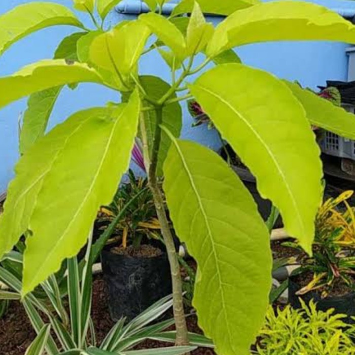 New Tanaman Hias Bibit Pohon Pisonia Alba/Kol Banda Ready