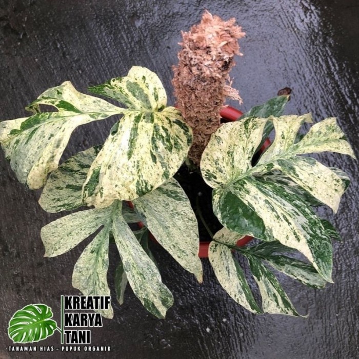 New Tanaman Hias Amydrium Zippelianum Varigata - Amydrium Varigata Ready