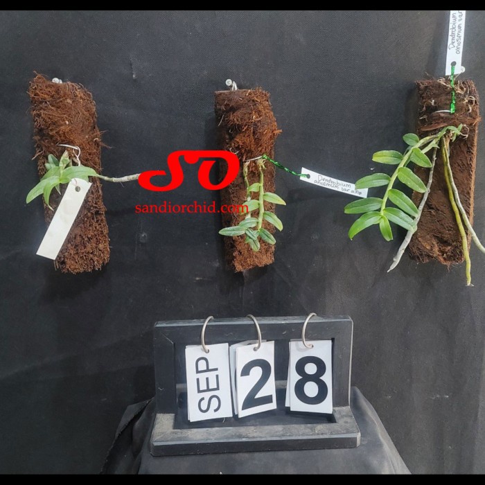 New [ Remaja ] Dendrobium Anosmum Gigantea Var. Alba Anggrek Putih Yang Menawan Dengan Aroma Khas