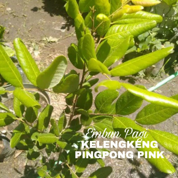 New Bibit Kelengkeng Pingpong Pink Vietnam Hasil Sambung Susu Cepat Berbua Ready