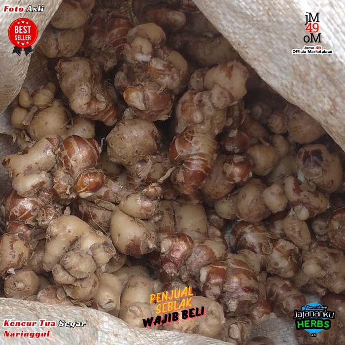 

Sale! Kencur Segar 1 Kg Tua Hasil Cuci Ukuran Kencur Campur Bergaransi