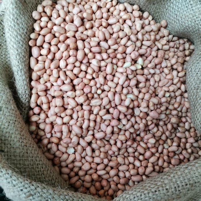 

Kacang Tanah Kulit 80/90 Putih India Super 50kg / 1 karung Cargo