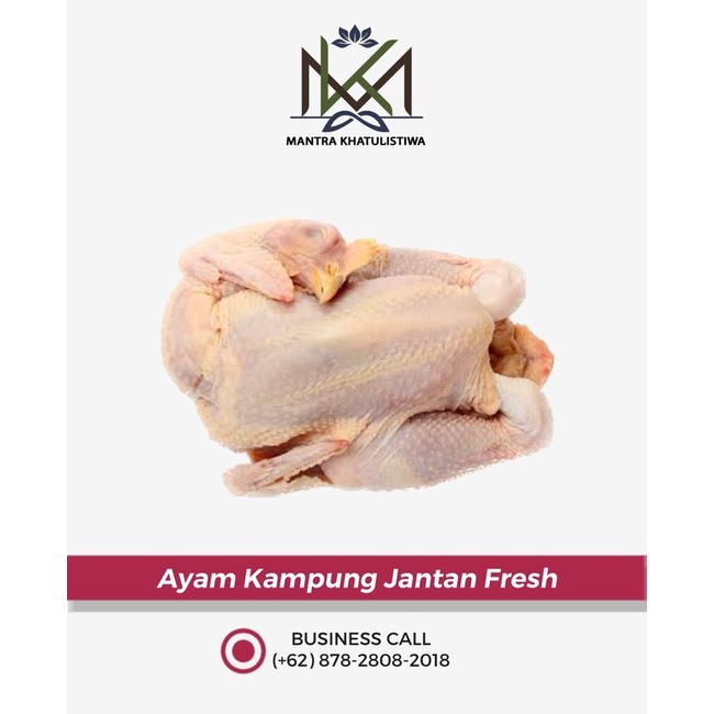 

DISKON AYAM KAMPUNG PEJANTAN UTUH FRESH READYY