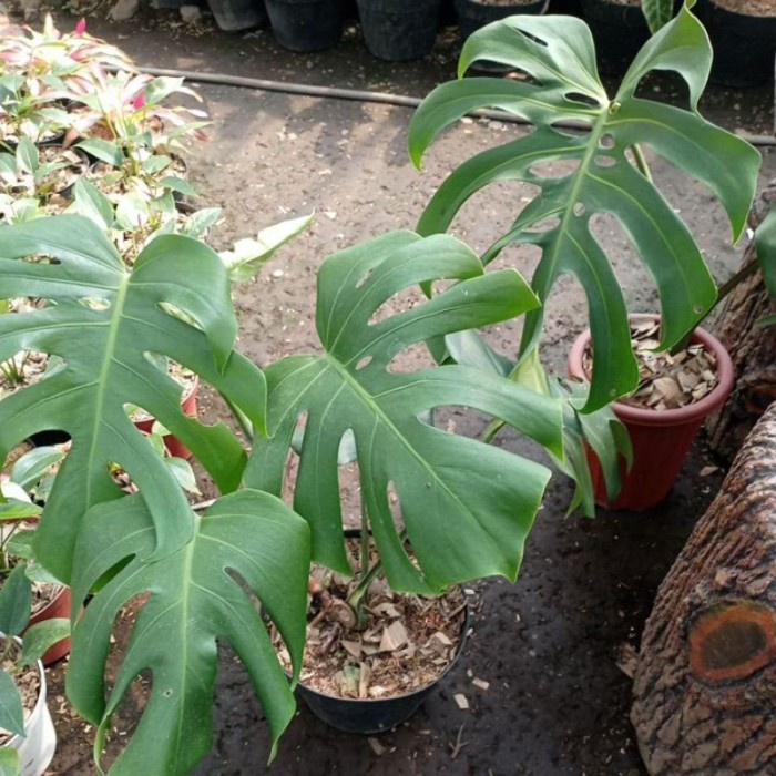 monstera varigata dan kuping gajah