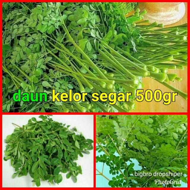 

daun kelor segar 1000gr di petik dadakan packing kardus