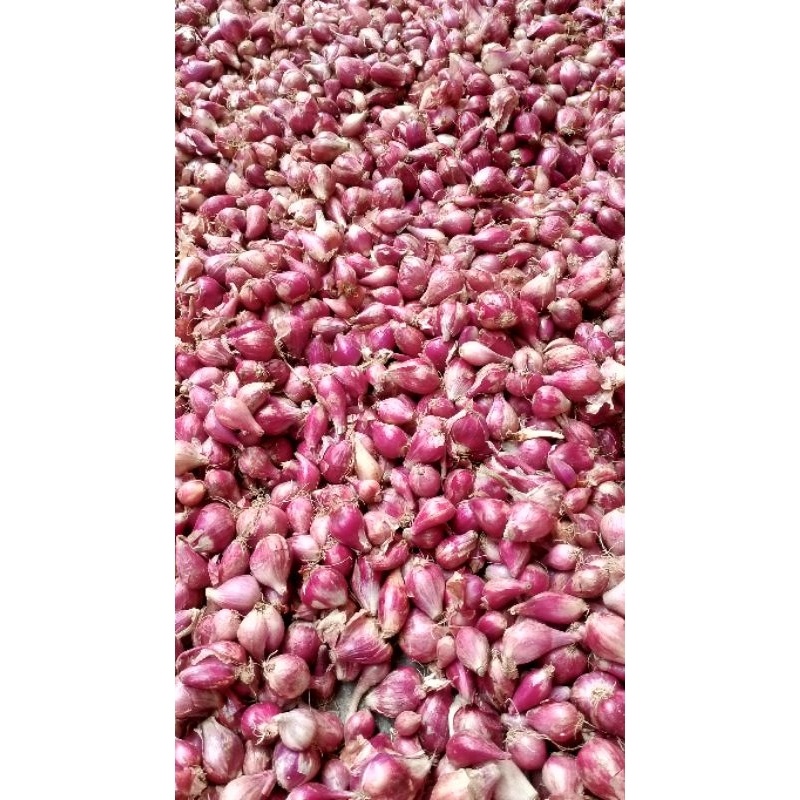 

bawang merah murah berkualitas kering tanggung campur 1kg