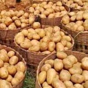

kentang Dieng besar 1kg