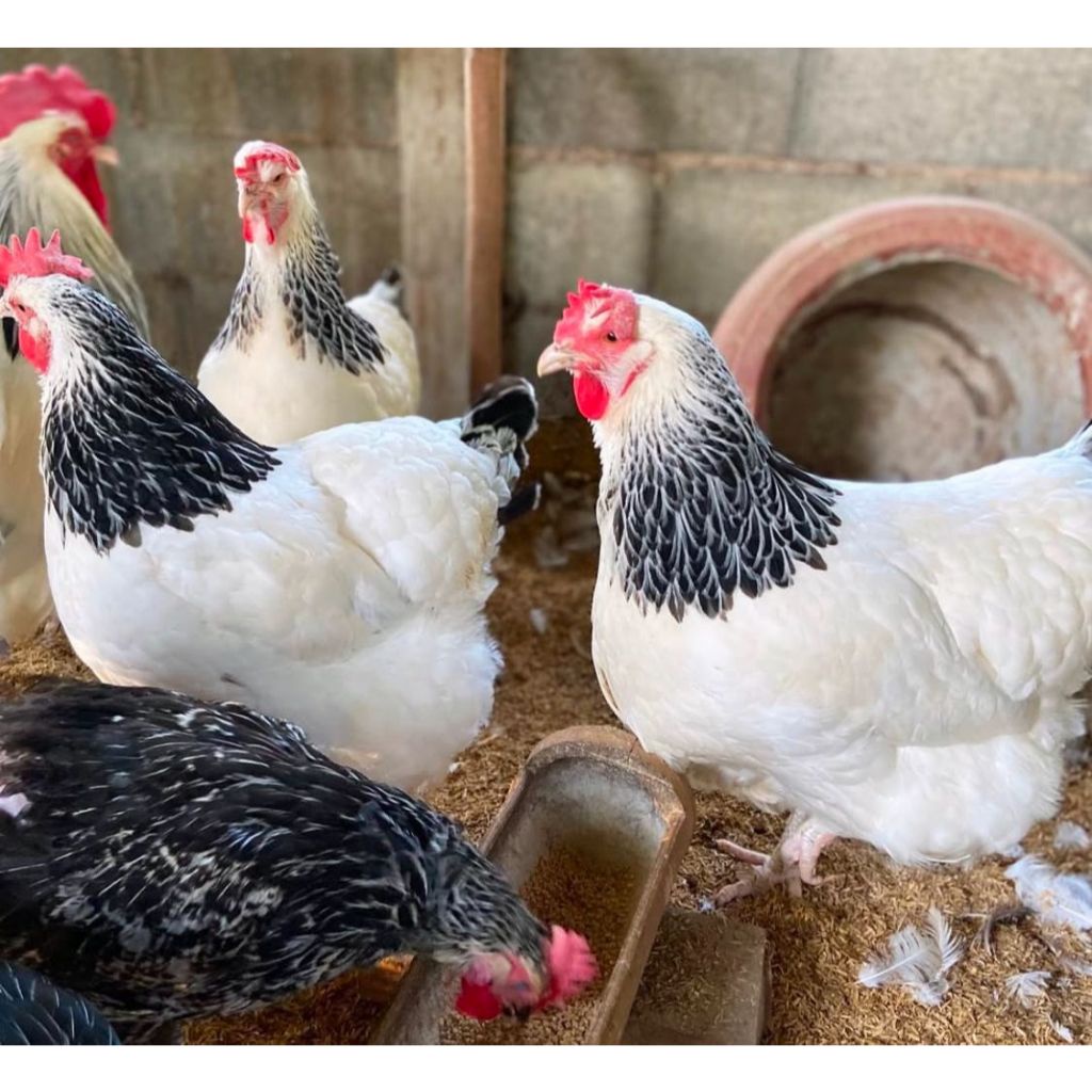 

Telur Tetas Telur Fertil Ayam Light Sussex