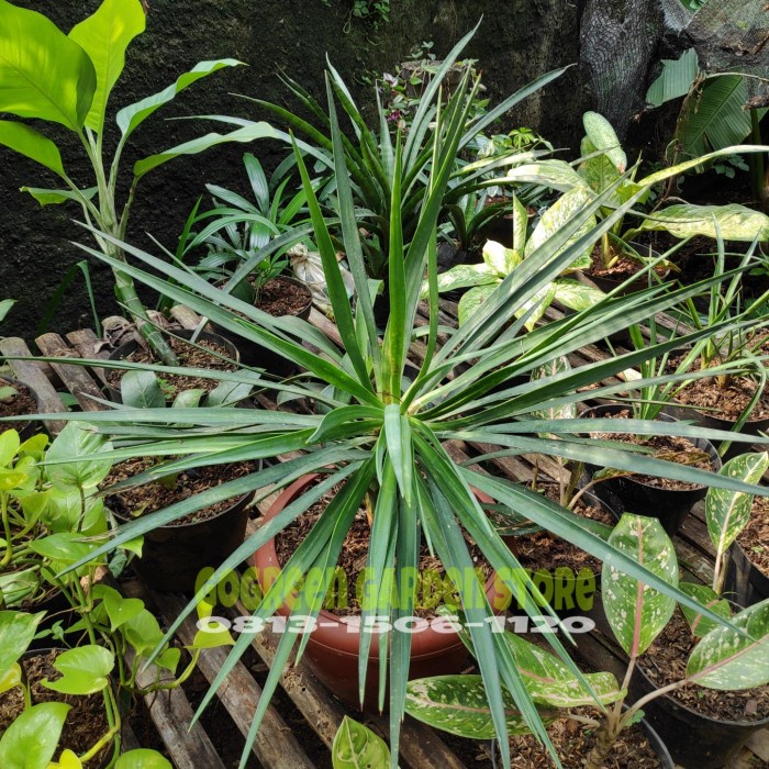 FREE ONGKIR Tanaman hias - Pohon bibit palm yucca rostrata tinggi 50cm