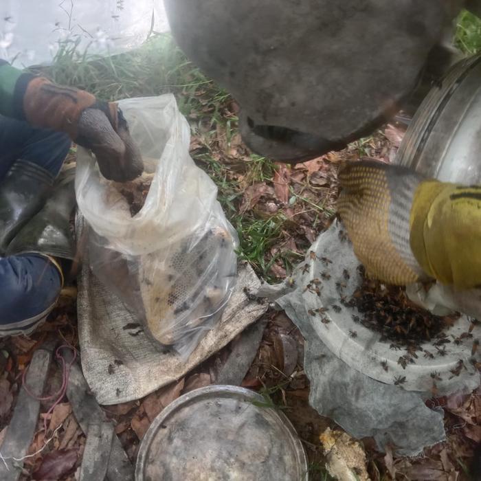 

Madu Liar Sialang Dominan Nektar Akasia 1Kg Honey Promo