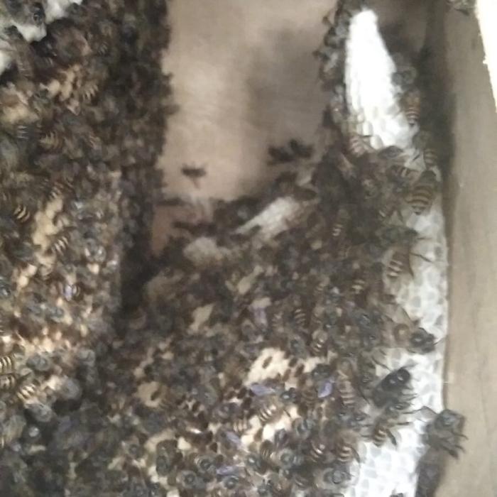 

Madu Liar Sialang Asli 1Kg Honey Alami New