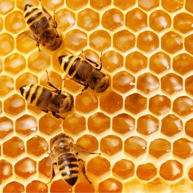 

Sarang Madu Asli Madu Sarang 500 Gr Madu Asli Melifera 100% Madu Murni Honey Jelly New