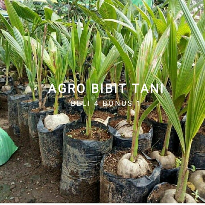 OBRAL Bibit Tanaman Kelapa Pandan Wangi-Pohon Kelapa Pandan Wangi Thailand